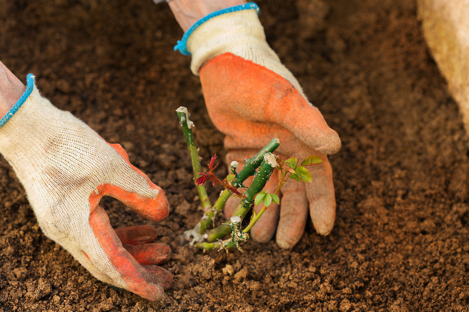 Посадка троянд восени Осіння посадка троянд: вибір саджанців та правильна техніка посадки для пишного цвітіння