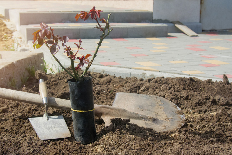 Посадка троянд восени: секрети вкорінення саджанців троянд для стійкості до морозів.