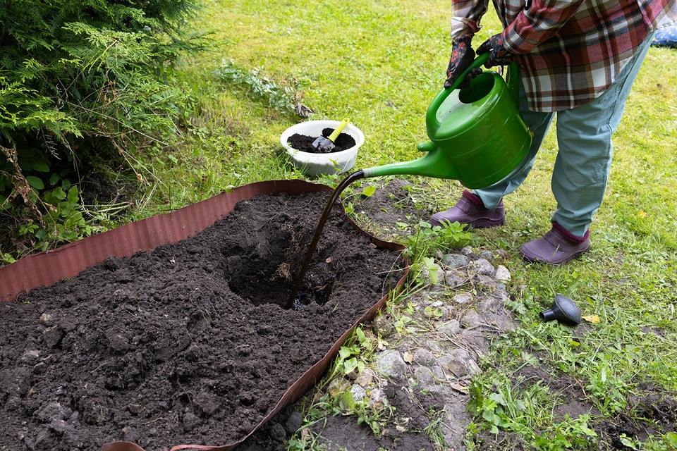 Підготовка ґрунту восени для посадки троянд: секрети правильного вкорінення саджанців у 2026 році.
