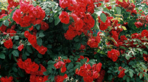 Троянди у вашому саду: Осіння посадка для пишного цвітіння навесні — Посадка троянд восени