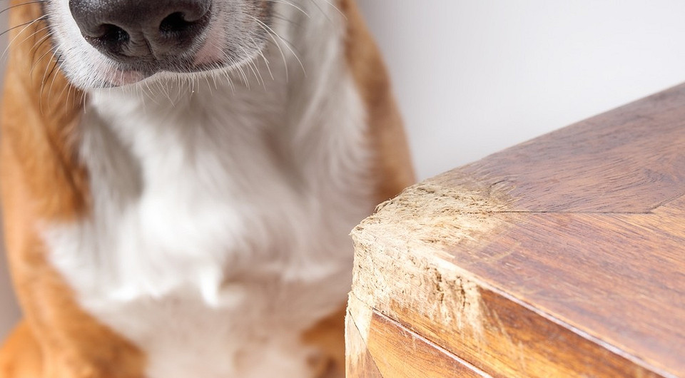 Собака гризе ніжку стола: способи відучити песика псувати меблі вдома.