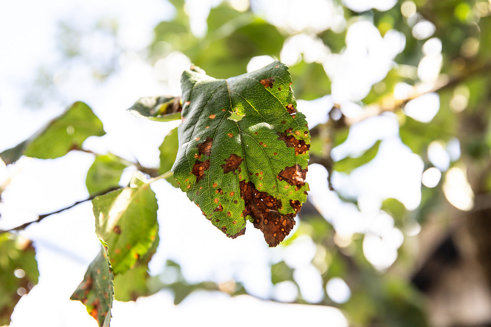 Здорові, стійкі до кладоспоріозу сорти томатів у теплиці, запорука високого врожаю.