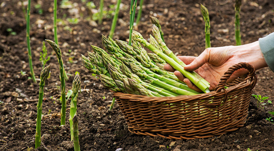 Спаржа в вашому саду: секрети вирощування та багатого врожаю — Вирощування спаржі у відкритому ґрунті