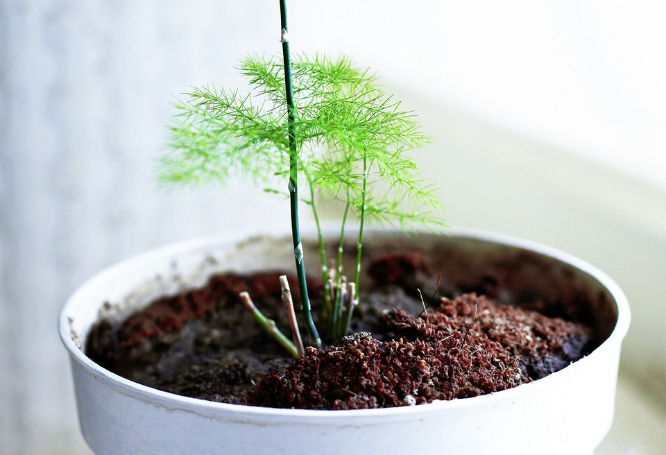 Ряди спаржі на городі, догляд після посадки, показано метод вирощування.