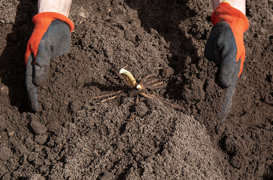 Саджанець спаржі, готовий до посадки у відкритий ґрунт навесні, вирощування з насіння.