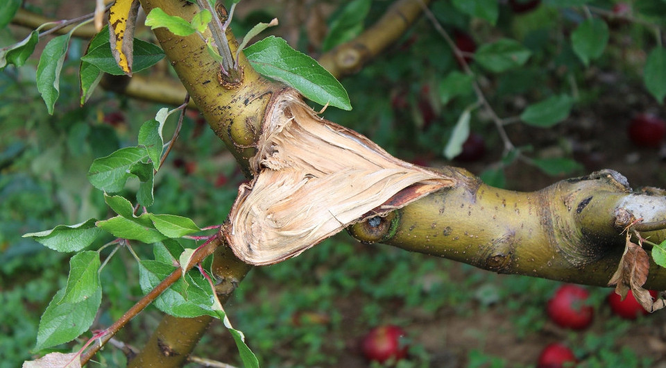 Тріщини та відшарування кори на яблуні, ознаки хвороби та необхідність лікування.