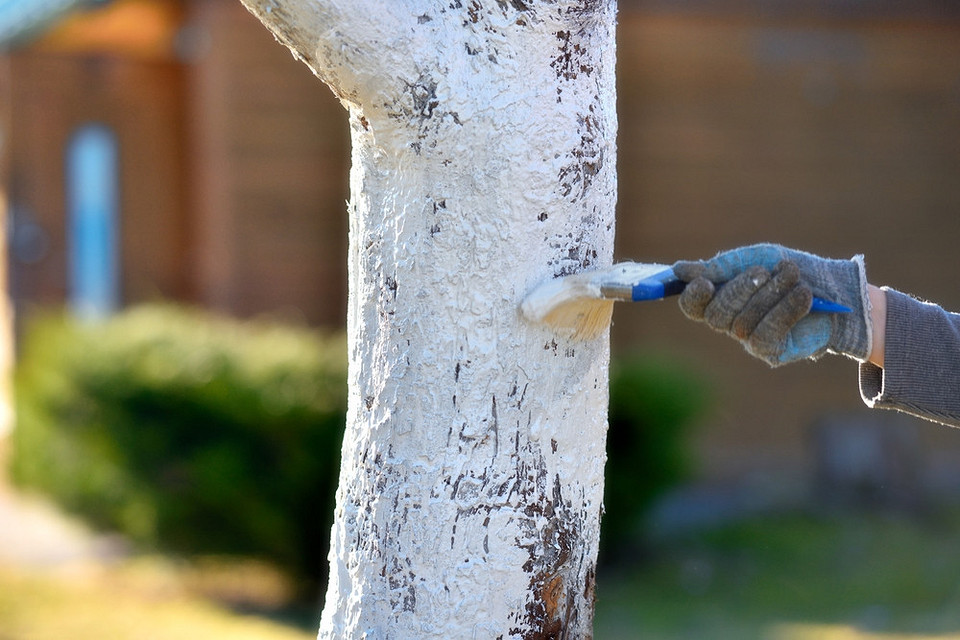 Лікування тріщин кори яблуні: важливість регулярного догляду для підтримки здоров'я дерева