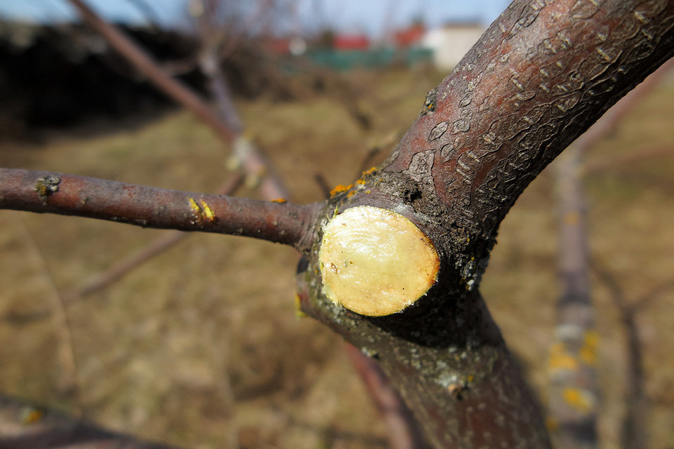 Відшарування кори на яблуні: визначення причини для ефективного догляду та лікування дерева