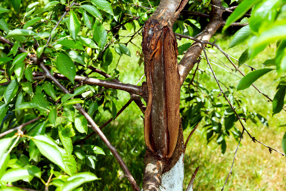 Відшарування кори на яблуні: візуалізація проблеми, причини та необхідність своєчасного догляду за деревом.