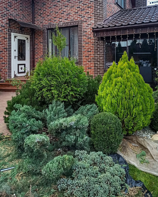 Куляста туя: дизайн Топіарна стрижка туї у формі кулі: сучасний ландшафтний дизайн для вашого саду.