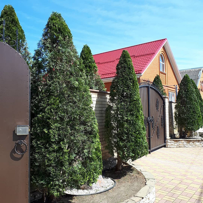 Туя Брабант: щільна крона та швидкий ріст в ландшафтному дизайні.