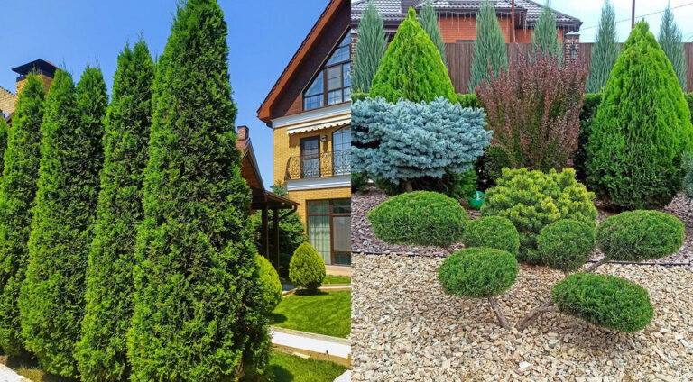 Туя в ландшафтному дизайні: ідеї для вашого саду — Туя в ландшафтному дизайні