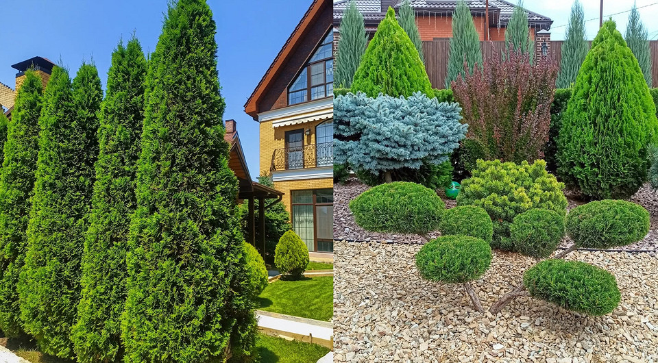 Туя в ландшафтному дизайні: гармонійне поєднання туї з іншими рослинами в саду для краси