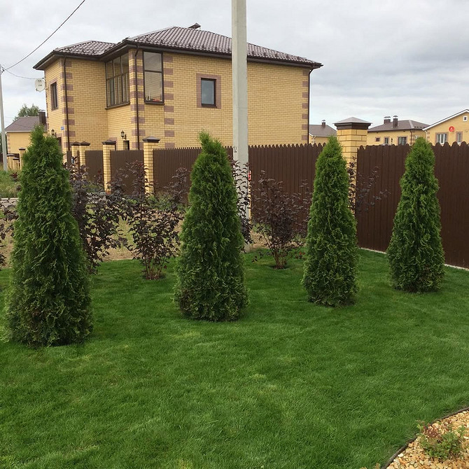 Елегантна туя в саду Топіарна стрижка туї: елегантна форма, зелений колір у ландшафтному дизайні саду.