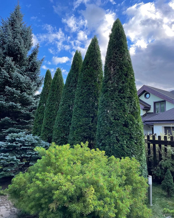 Туя: ідея дизайну Топіарна стрижка туї: елегантний дизайн саду з використанням хвойних рослин, ідея оформлення.