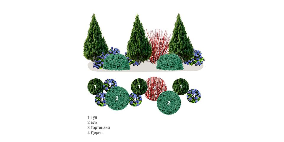 Туя: поєднання рослин Приклад топіарної стрижки туї у поєднанні з іншими рослинами для гармонійного ландшафту.