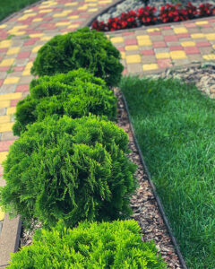 Смарагд чи Брабант: як обрати тую для ідеального саду? — Туя Смарагд: вирощування та догляд