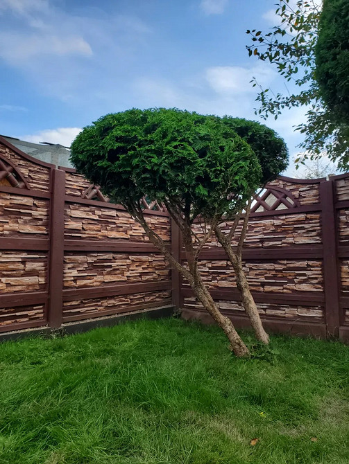 Вибір та догляд туй Туї в ландшафтному дизайні: поради щодо вибору та догляду за рослинами.