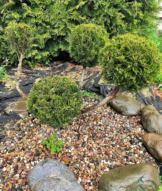 Зонування туями в саду Туї в ландшафтному дизайні: зонування простору та створення акцентів у саду.