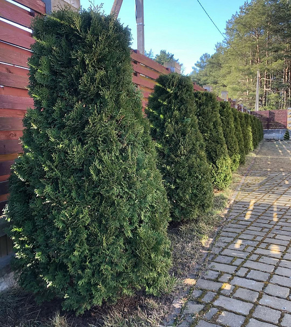 Різноманітні сорти туй: форми та кольори в ландшафтному дизайні вашого саду.