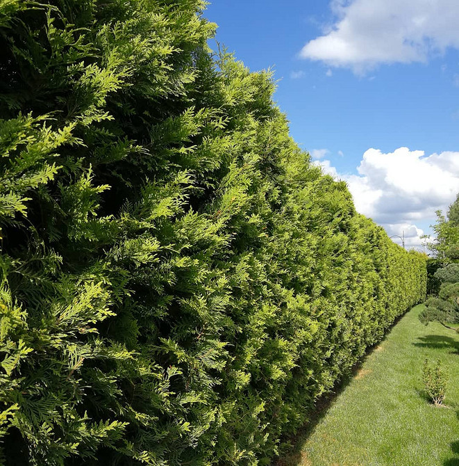 Туї в альпінарії: гармонійне поєднання з камінням та іншими хвойними рослинами.