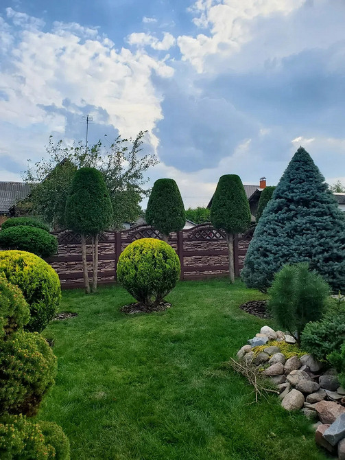 Композиції з туями Туї в ландшафтному дизайні: унікальні композиції з комбінуванням з іншими рослинами.