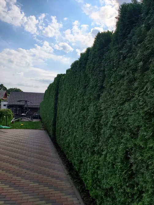 Різні форми туї в ландшафтному дизайні: вибір для вашого саду на будь-який смак.