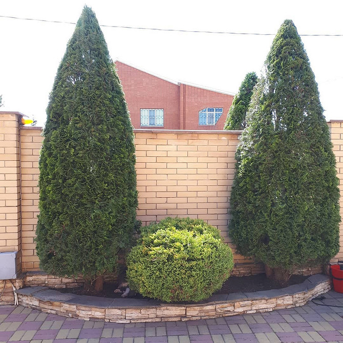 Садові композиції з туями: вічнозелені акценти для ландшафтного дизайну будь-якої пори року.