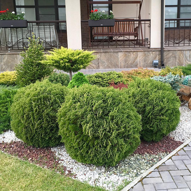 Посадка туї: приклад вдалого розташування вздовж доріжки в ландшафтному дизайні.