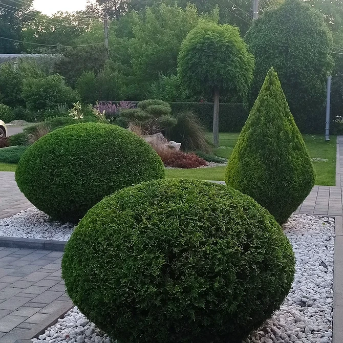 Затишок з туями в саду Туї в ландшафтному дизайні: затишний куточок для відпочинку на природі.