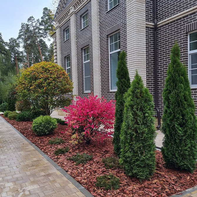 Витончені туї різних сортів в ландшафтному дизайні для натхнення саду.