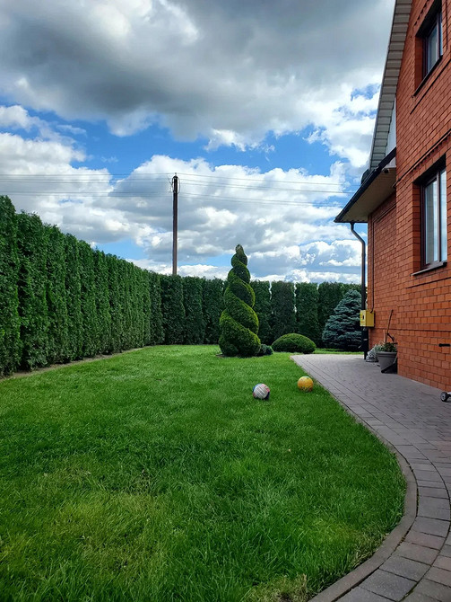 Вибір місця для посадки туї: освітлення та тип ґрунту важливі фактори.