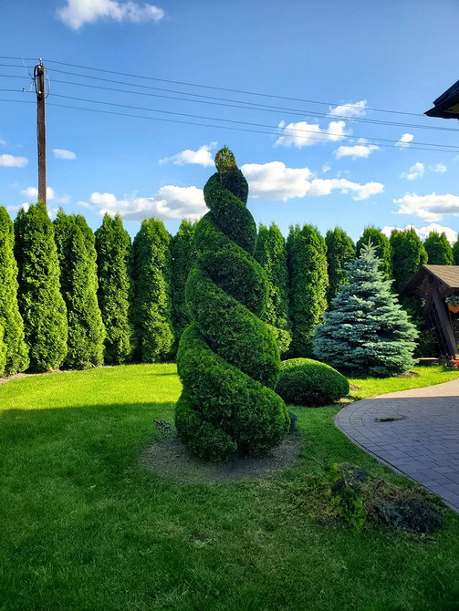 Садові композиції з туями: поєднання кольорів та форм хвойних дерев.