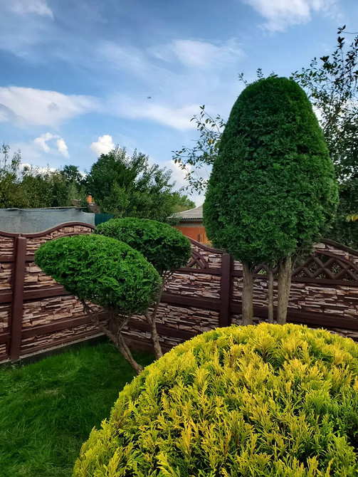 Туї для живої огорожі Красиві туї для живої огорожі: зелена зона у вашому ландшафтному дизайні.