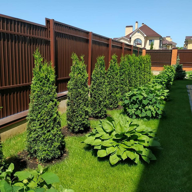 Зелена скульптура туї Топіарна стрижка туї: зелена скульптура, гармонія форми у ландшафтному дизайні.