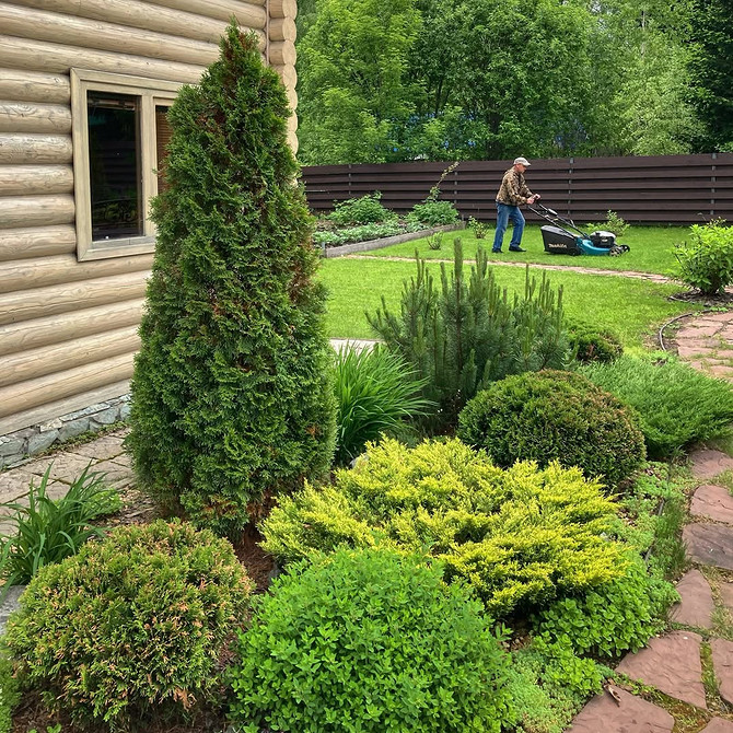 Туї для різних садів Туї в ландшафтному дизайні: ідеї для малих та великих садів, паркових зон.