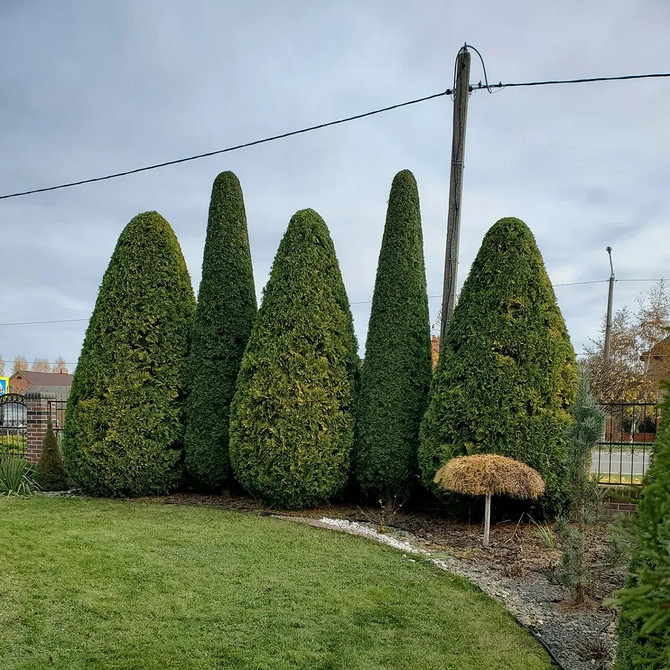 Хвойні дерева туї в ландшафтному дизайні: стильне рішення для вашого саду.