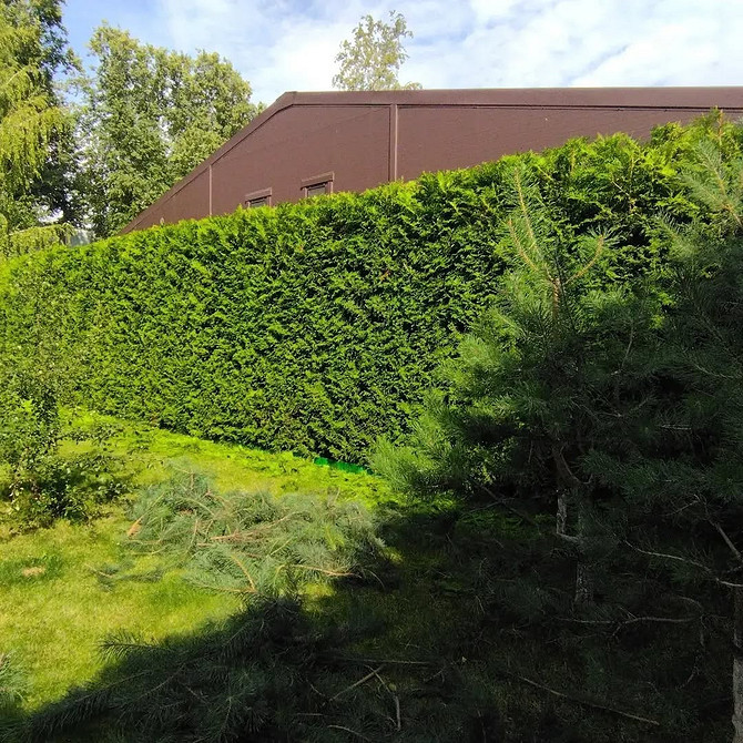 Живопліт з туї: захист та естетика для вашої ділянки, 2026 рік.