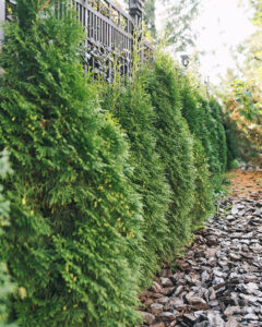 Туї у вашому саду: планування, посадка та догляд. Поради експертів — Посадка туї