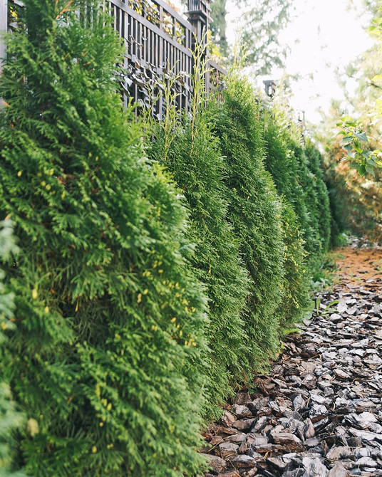 Туї в ландшафті Туї в ландшафтному дизайні: розташування та поєднання з іншими рослинами. Ландшафтний дизайн з туями.