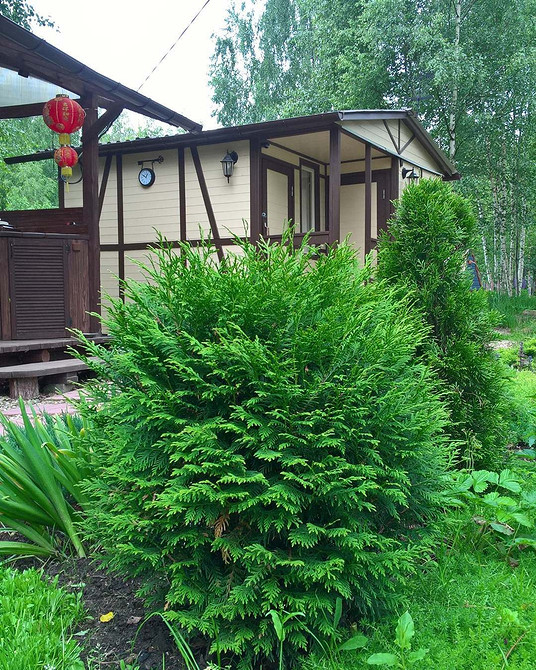 Різні сорти туї в ландшафтному дизайні: текстура та об'єм в вашому саду.