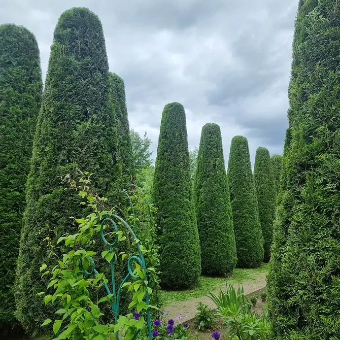 Садові композиції з туями: поєднання різних видів туй у ландшафтному дизайні.