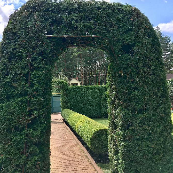 Використання туї для створення альпійської гірки в ландшафтному дизайні.