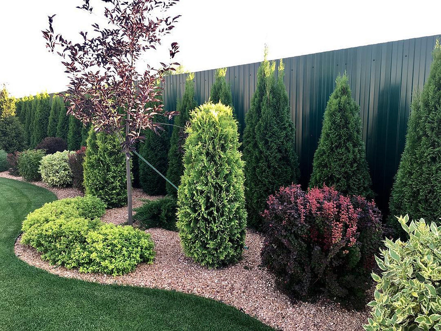 Туя: зонування саду Формування туї у ландшафтному дизайні: зонування простору за допомогою хвойних рослин.