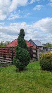 Туя в ландшафтному дизайні: поради щодо вибору, посадки та догляду — Туя в ландшафтному дизайні