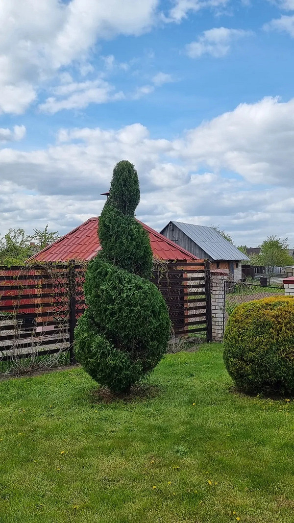 Туя в ландшафтному дизайні: солітер, група, жива огорожа для саду.