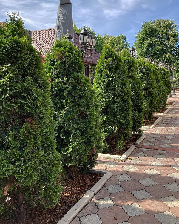 Туя в ландшафтному дизайні: поєднання з декоративним камінням та іншими хвойними рослинами.