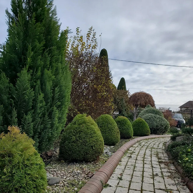 Туя: акцентний елемент Туя в ландшафтному дизайні: стрижка кущів для створення акцентних елементів, гарний сад.
