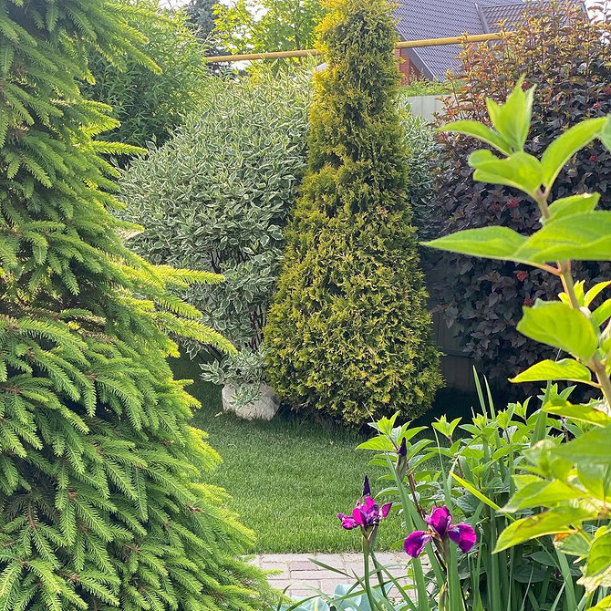 Туї: унікальний дизайн Дизайн саду з туями: унікальні композиції з використанням хвойних для саду мрії.