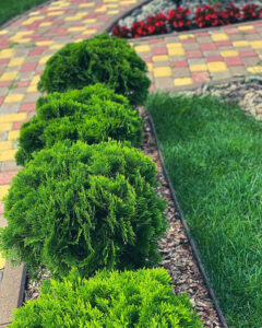 Туї 2026: як обрати ідеальні для саду в Україні? — Туя: посадка та догляд 2026